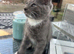 Mainecoon kittens GREYS SMOKEY COATS