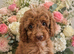 Cavapoos