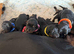 KC registered Doberman