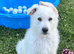 German Shepherd Puppies from fully health tested parents