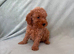 F1bb cockapoo puppies ready to leave