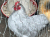 Lilac pekin bantam cockerel