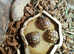 Baby Mediterranean Hermanns & Spur Thigh Tortoises with full set-up