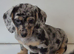 Stunning puppies looking for their new home