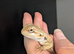 Male baby bearded dragon