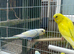 Baby rainbows and pied budgies