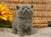 EXCEPTIONAL EXAMPLE BSH BOY (READY 26TH JULY)