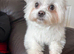 Korean Maltese x Asian poodle