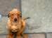 KC Registered Labrador Puppies