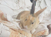 Male young netherland dward lionhead