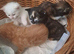 Sweet Litter of Fluffy Mixed Breed Kittens - Ready to Reserve:)