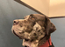 Beautiful Merle cane corso for rehoming