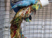 Young Lovebirds Available