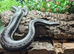 Mexican x Albino Coastal Rosy Boa at Birmingham Reptiles