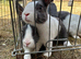 Beautiful Baby Dutch Bunnies Blue Grey