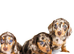 Kc reg miniature dachshunds