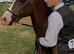 Welsh sec c gelding