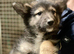 German Shepherd cross Husky Puppies