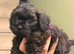 Adorable F1B Shihpoo puppies ready 09/08/26