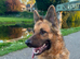 Beautiful Plush Coated German Shepherd Puppies