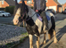 Boo 13.3 mare
