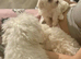 Bichon Maltese