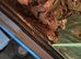 Ball python and corn snakes