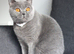 British Blue Shorthaired Female GCCF
