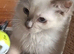 GCCF lilac Ragdoll boy kittens