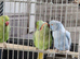 Indian ringnick pair for sale