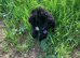 Stunning boy needs 5 star home please