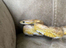 Male Motley Pastel Corn Snake - Sen