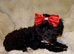 XXXS Gorgeous F1 Maltese X Tiny Toy Poodle Maltipoo Black & White Boy Puppy