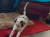 Stunning Dalmatian Girl reluctant Sale