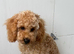 Tooy poodle