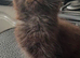 Stunning ragdoll x MainCoon kittens
