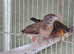 Cutthroat finches for sale