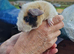 Baby guinea-pigs ready now