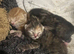 beautiful tabby kittens
