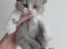 Stunning British short hair kittens