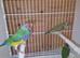 Gouldian finch 5 months old