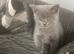 Gorgeous litter of brave bold bundles of mischief
