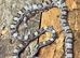 Adult Anery Corn Snake at Birmingham Reptiles