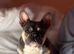 MiCRO FRENCH BULLDOG