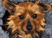 Yorkshire terriers
