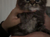 Gorgeous Kitten