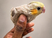 Baby handreared 8 week old cocaktiel