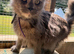 Maine Coon Female - Blue Smoke