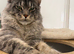 Mainecoon stud!