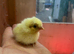 12 day old chicks